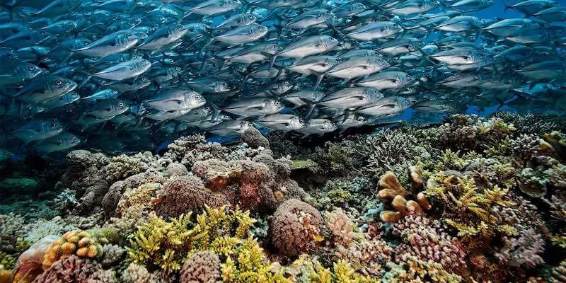 Туббатаха риф: жемчужина Филиппинского подводного мира